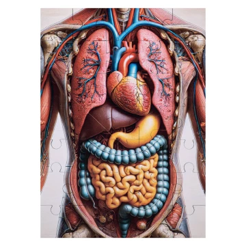 Puzzle drewniane anatomia człowieka - wym. 289x206 mm - PZD007